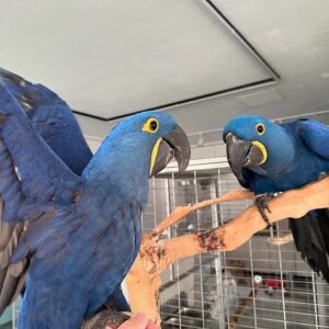 Hyacinth Parrots for Sale