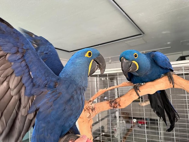 Hyacinth Parrots for Sale