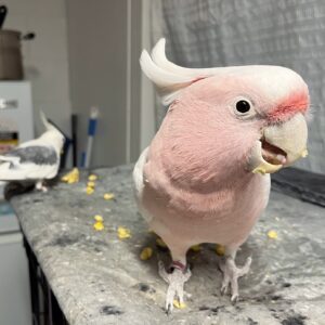 Major Mitchell’s Cockatoos for Sale