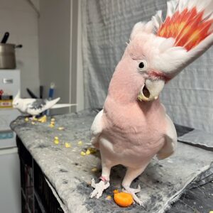 Major Mitchell’s Cockatoos for Sale