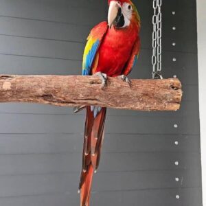 Scarlet Macaw Parrots for Sale