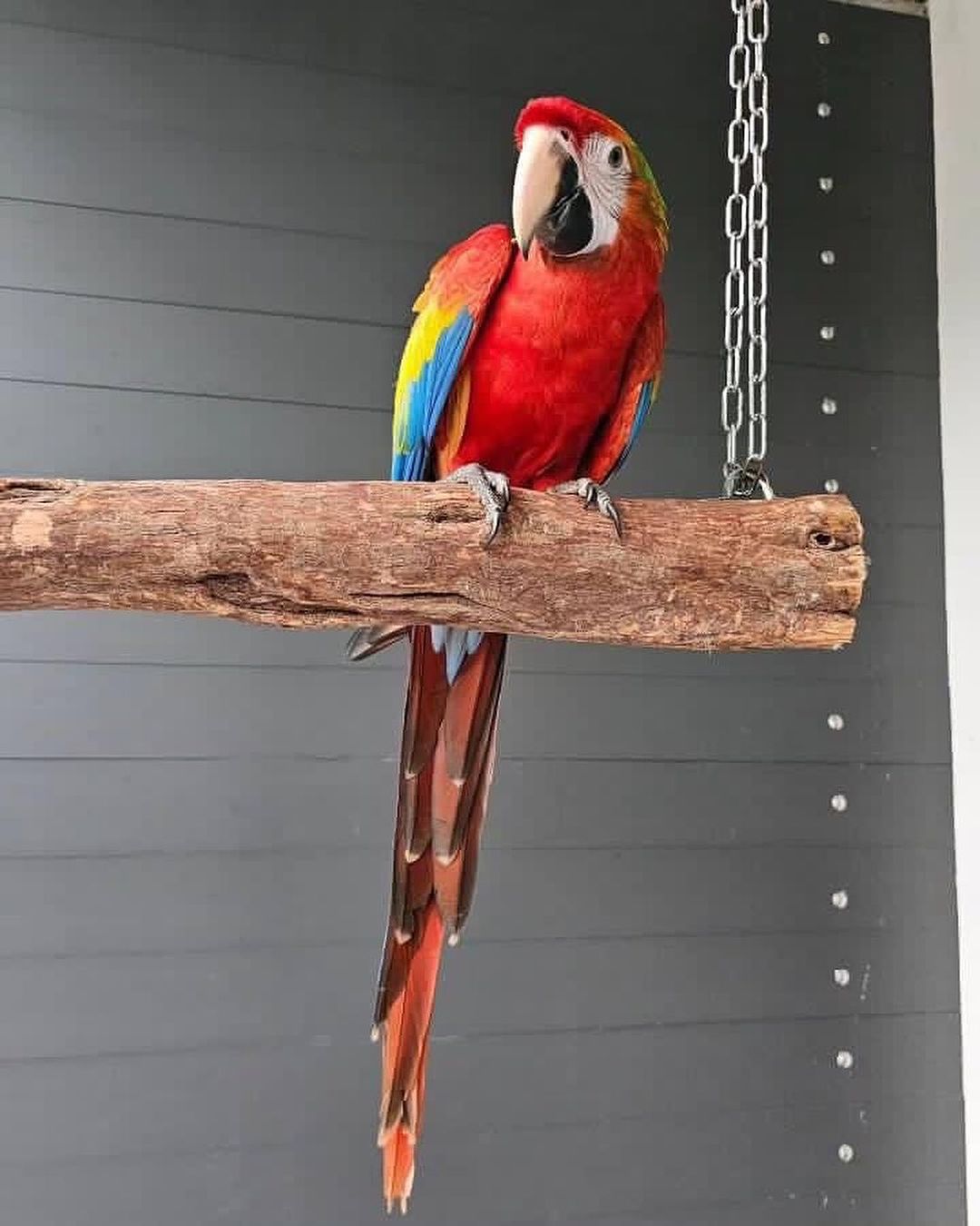 Scarlet Macaw Parrots for Sale