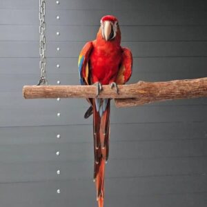 Scarlet Macaw Parrots for Sale