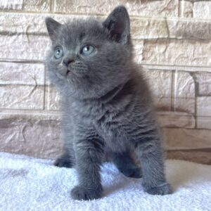 British Shorthair Kittens for Sale