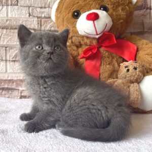 British Shorthair Kittens for Sale