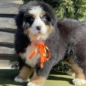Bernese Mountain Puppies