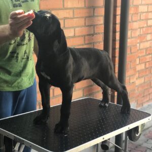 Cane Corso puppies