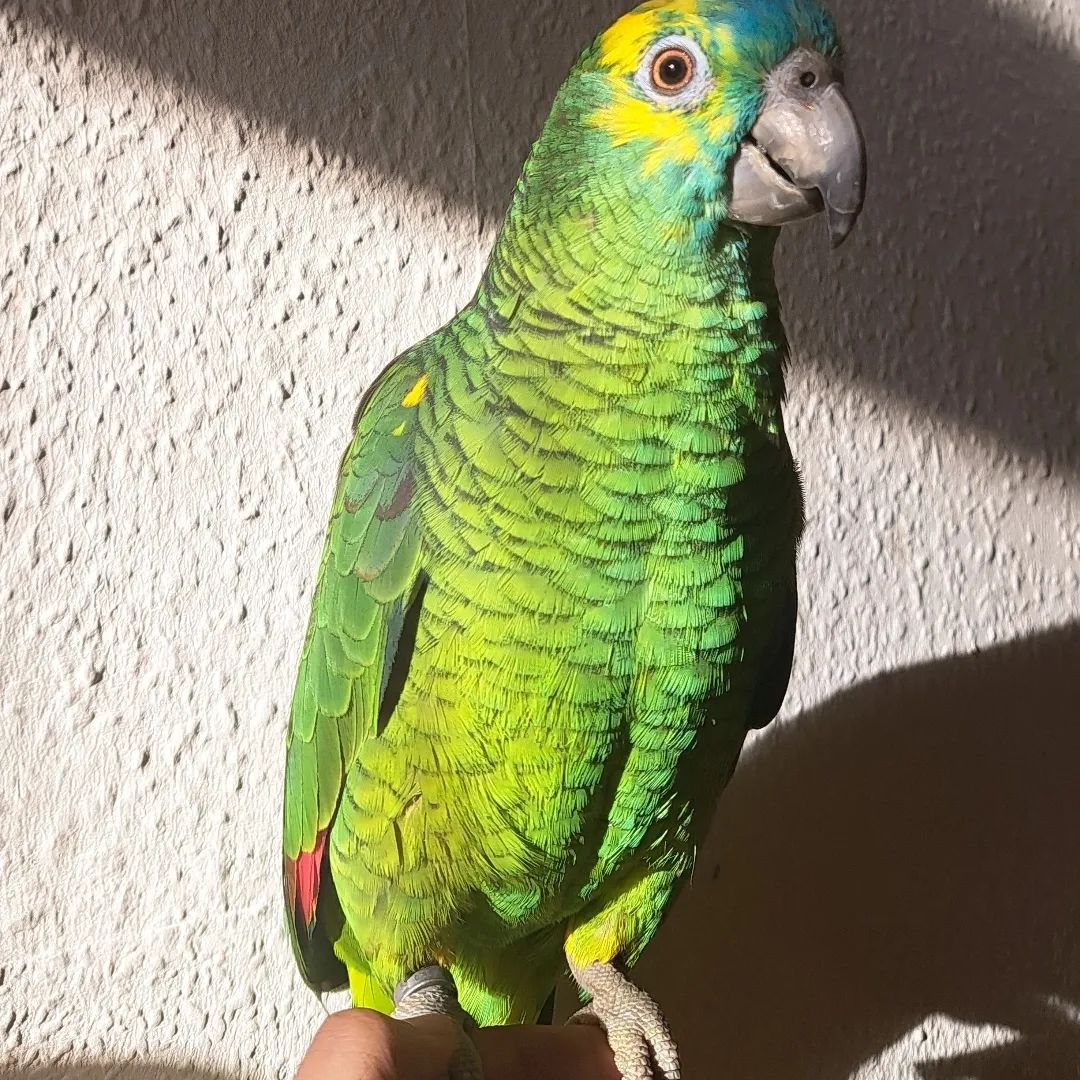 11 (1) (1) Blue-Fronted Amazon Parrots for Sale