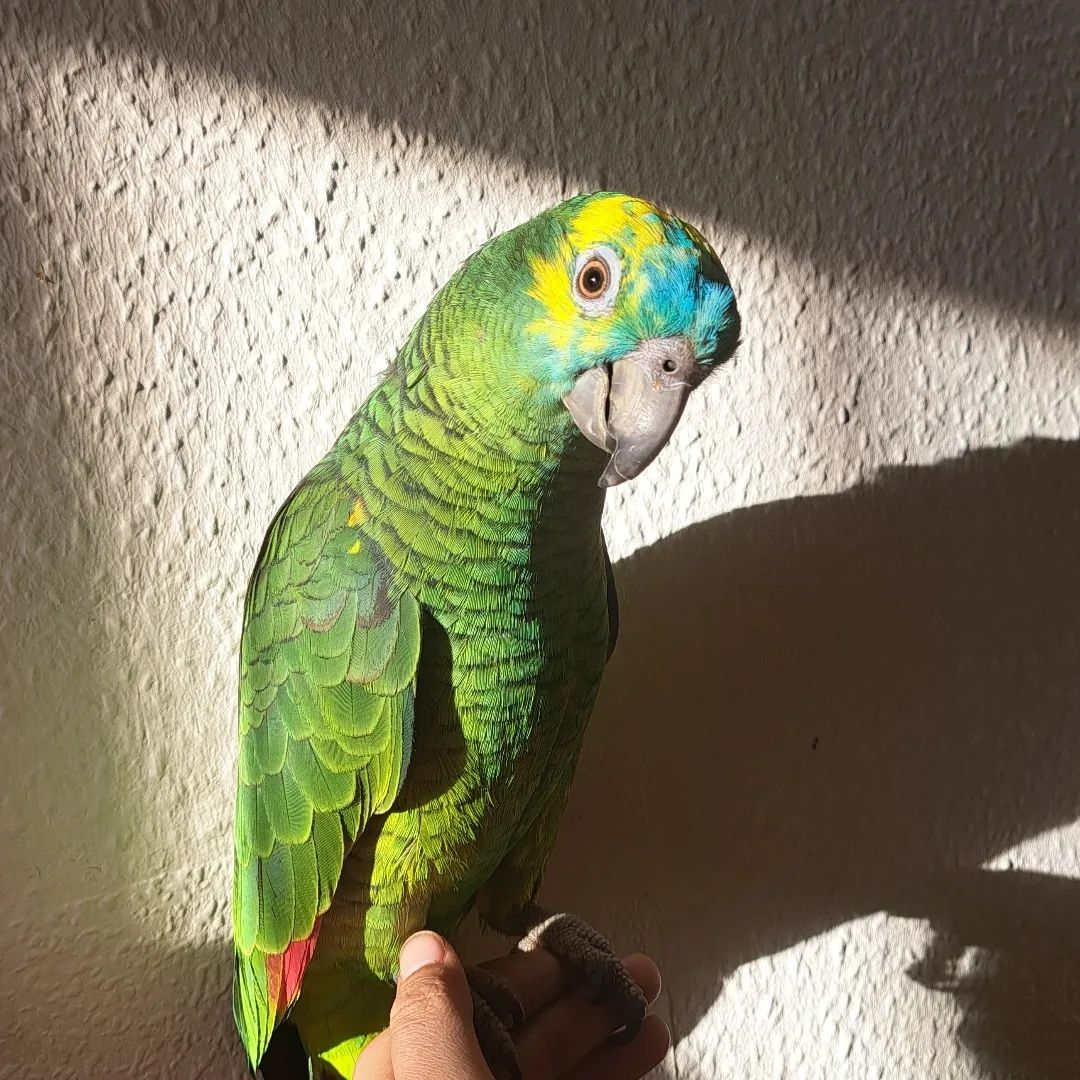 11 (2) Blue-Fronted Amazon Parrots for Sale