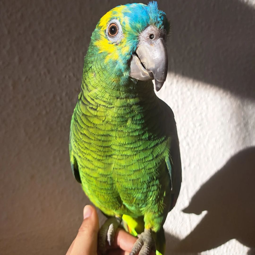 Blue-Fronted Amazon Parrots for Sale