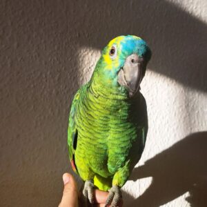 Blue-Fronted Amazon Parrots for Sale