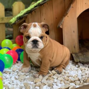 English Bulldog