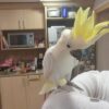 Sulphur-crested Cockatoo Parrots