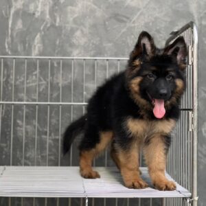 German Shepherd Puppies