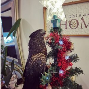 Red-Tailed Black Cockatoos for Sale