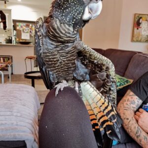 Red-Tailed Black Cockatoos for Sale