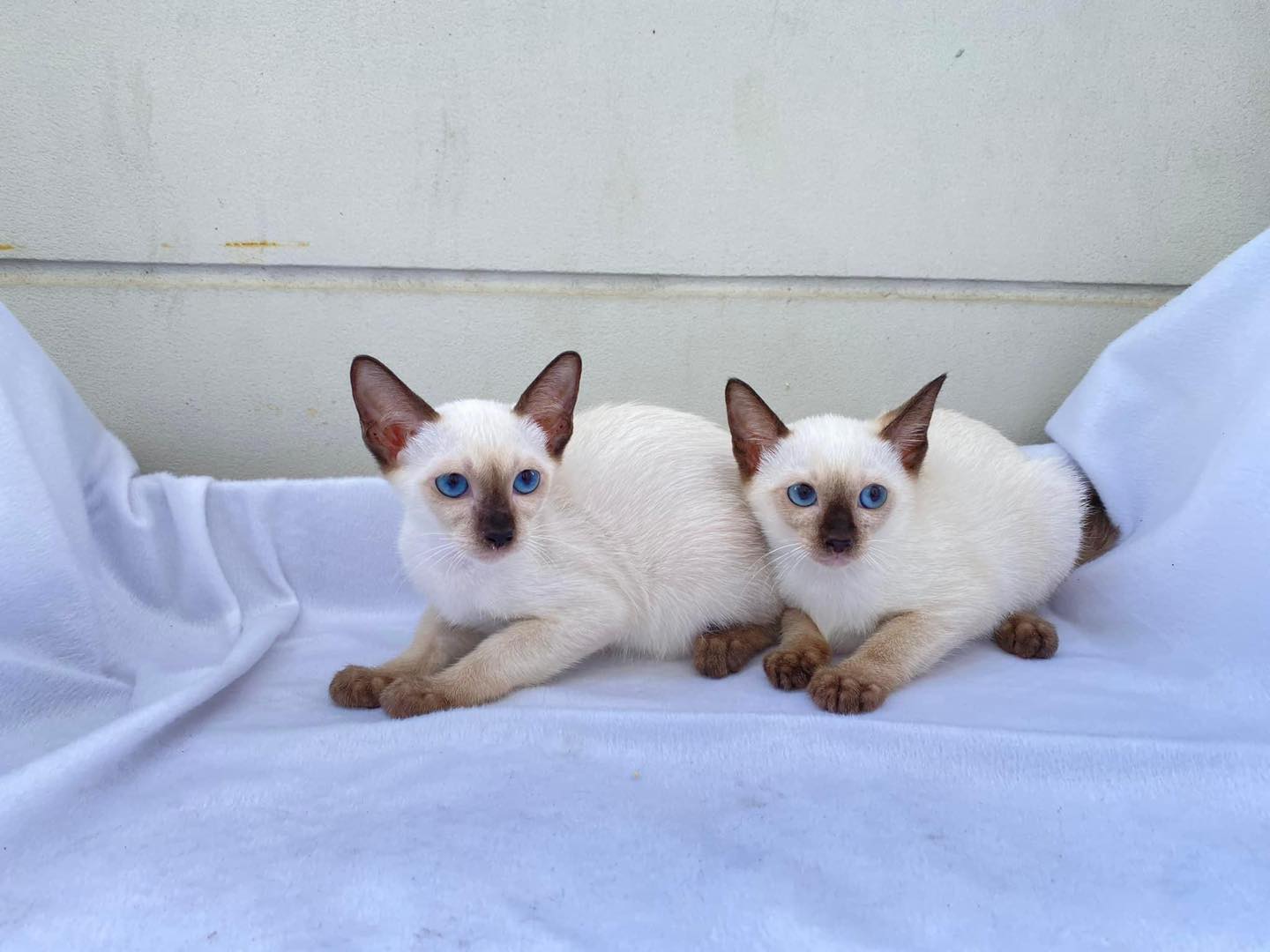 480690441_1191470912379652_5050997788118887211_n Adorable Siamese Kittens for Sale