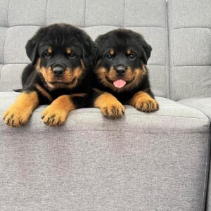 Rottweiler Puppies