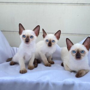 Adorable Siamese Kittens for Sale