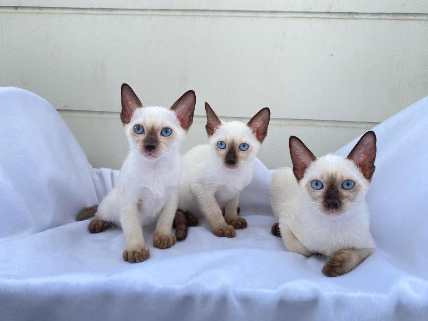 Adorable Siamese Kittens for Sale