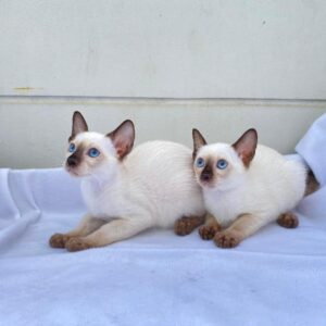 Adorable Siamese Kittens for Sale