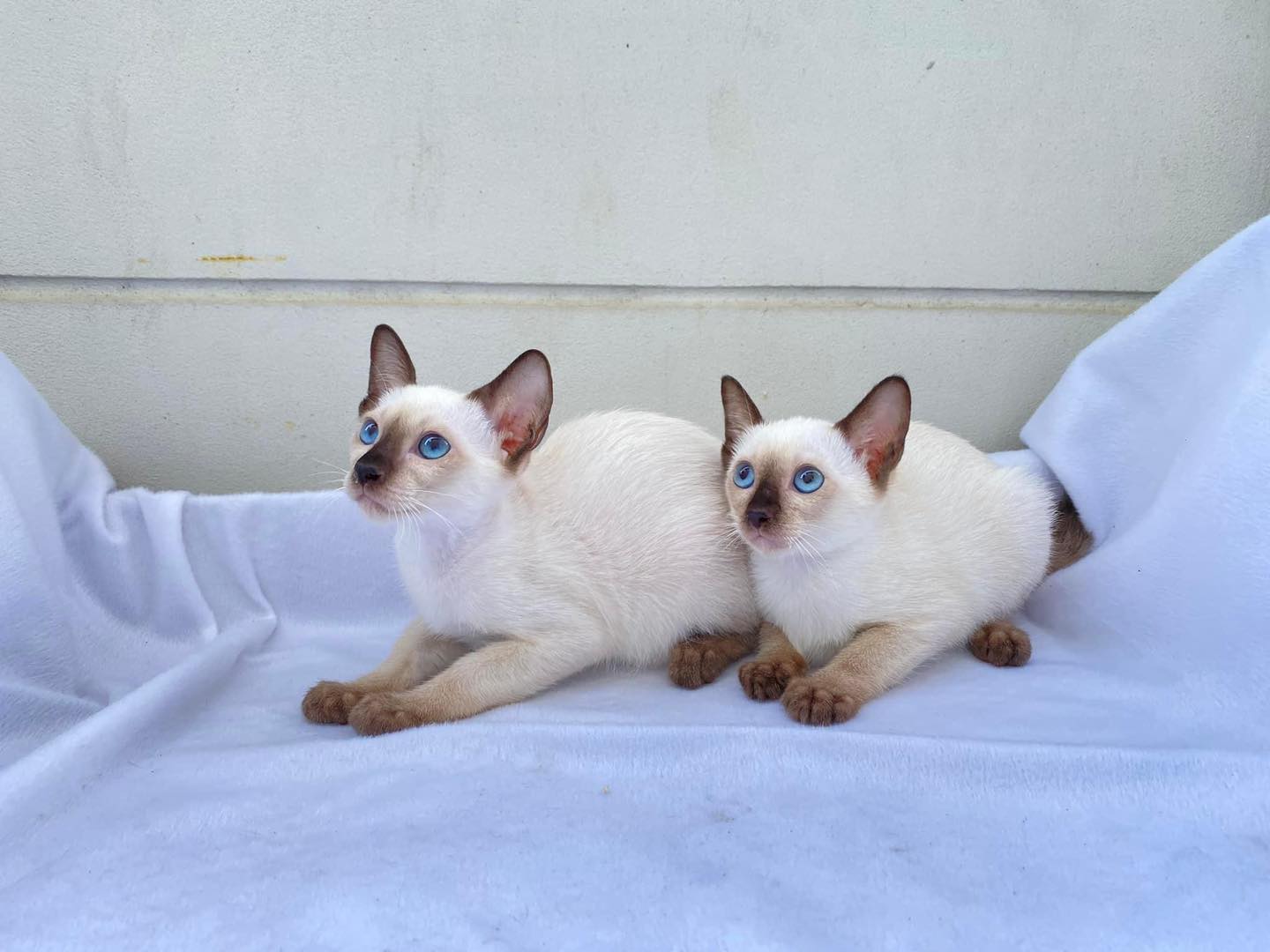 480815257_1191470619046348_7244991289248586484_n Adorable Siamese Kittens for Sale