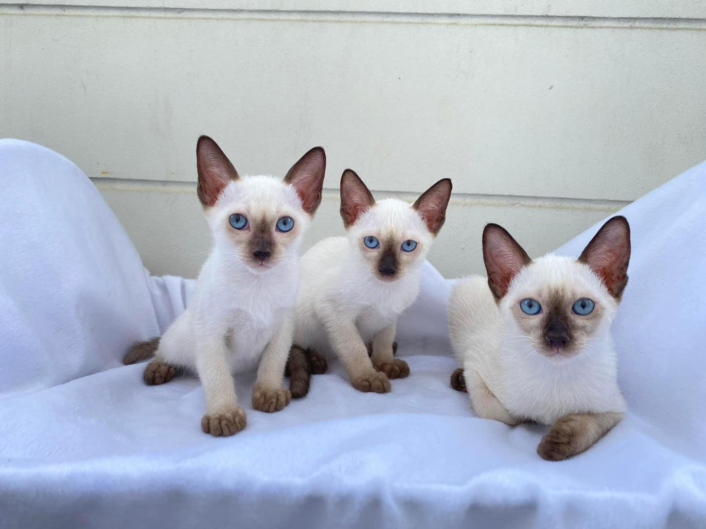 480974544_1191470922379651_752761409574931606_n Adorable Siamese Kittens for Sale