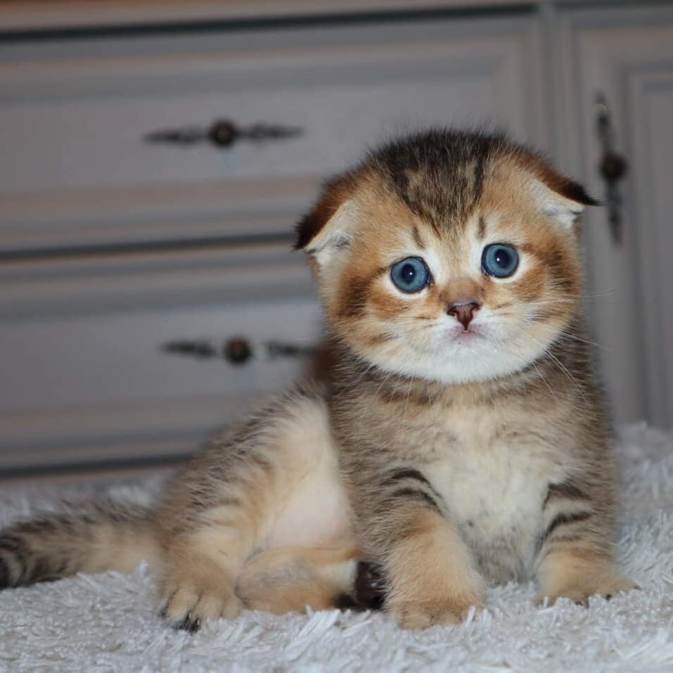 AIMNK-RTGNJ (1) Adorable Scottish Fold Kittens for Sale