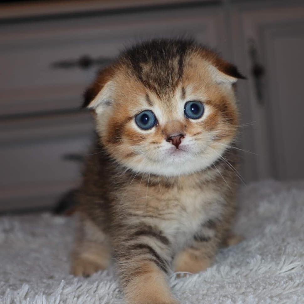 AIMNK-RTGNJ (2) Adorable Scottish Fold Kittens for Sale