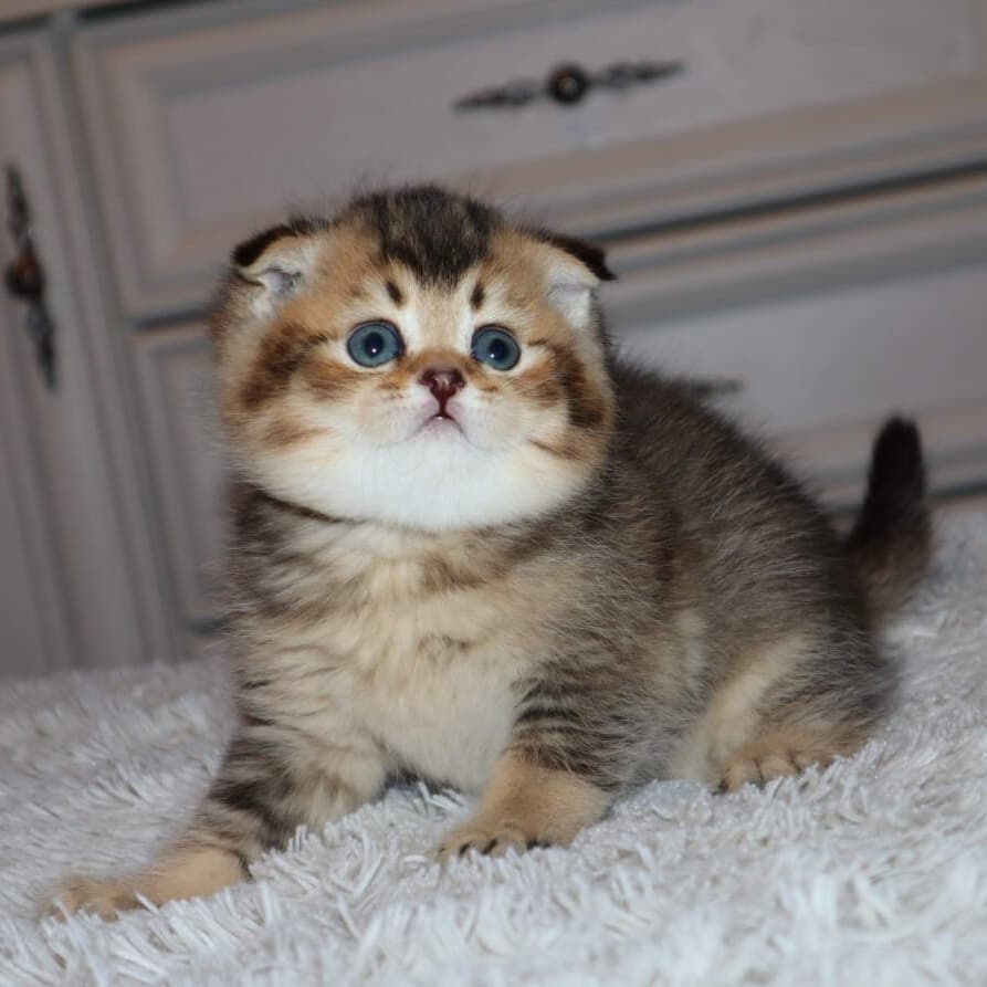 AIMNK-RTGNJ (3) Adorable Scottish Fold Kittens for Sale