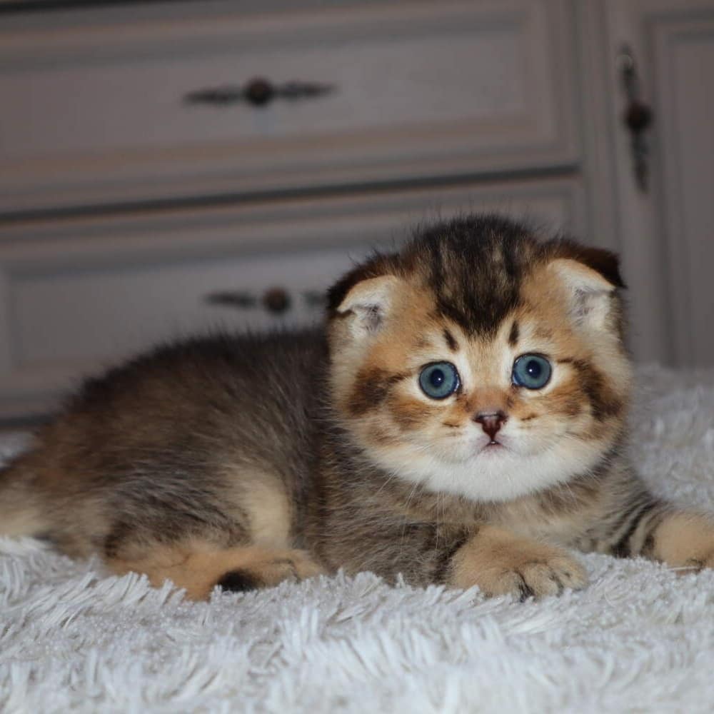 Adorable Scottish Fold Kittens for Sale