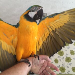 Macaw Parrots for Sale