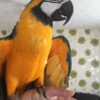 Macaw Parrots for Sale