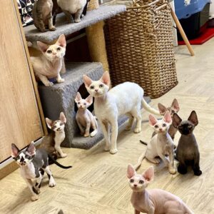 Devon Rex Kittens for Sale