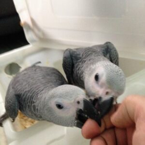 Talking African Grey Parrots for Sale