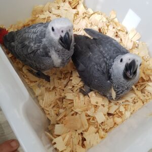 Talking African Grey Parrots for Sale