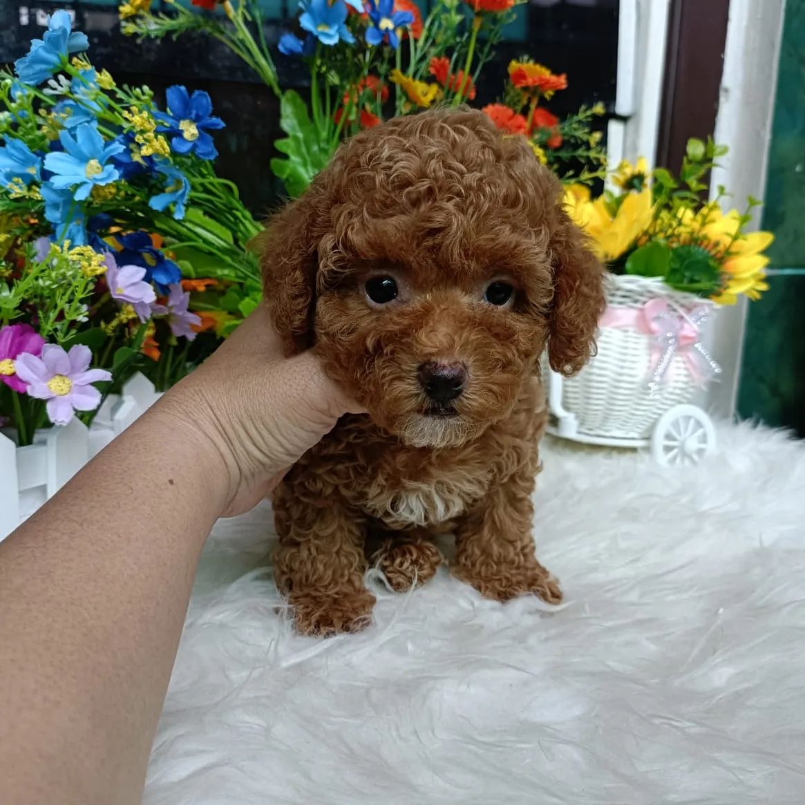 Toy Poodle Puppies for Sale