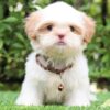 Shih Tzu Puppies