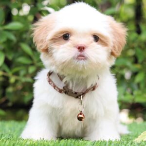 Shih Tzu Puppies