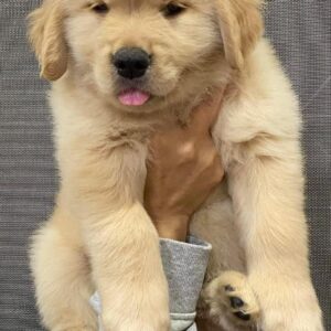 Golden Retriever Puppies