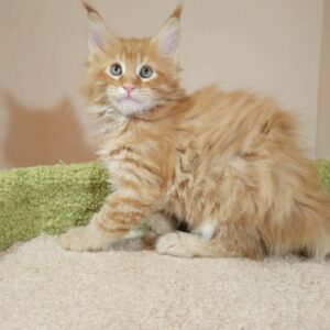 Majestic Maine Coon Kittens for Sale