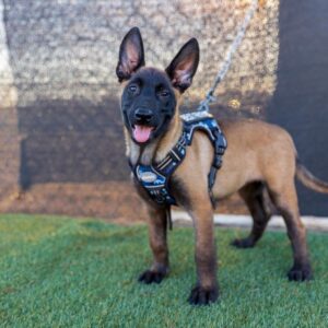 Belgian malinois puppies