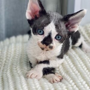 Devon Rex Kittens for Sale