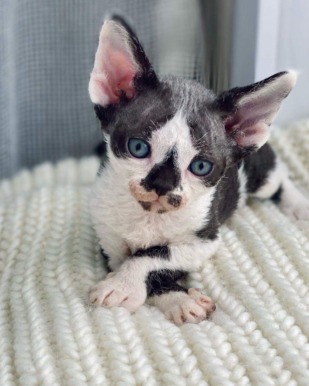 Devon Rex Kittens for Sale