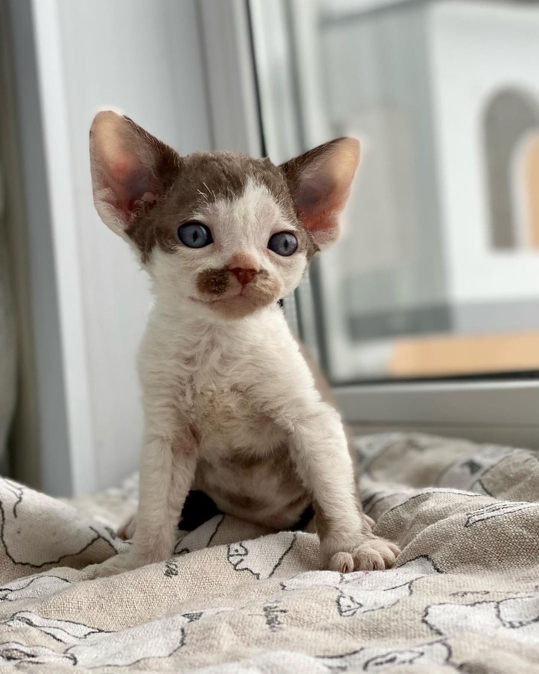 IMLK-RTYSDD (2) Devon Rex Kittens for Sale