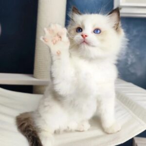 Sweet Ragdoll Kittens for Sale