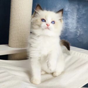 Sweet Ragdoll Kittens for Sale