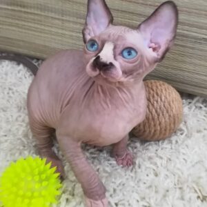 Healthy Sphynx Kittens
