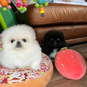 Pekingese Puppies for Sale