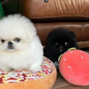 Pekingese Puppies for Sale